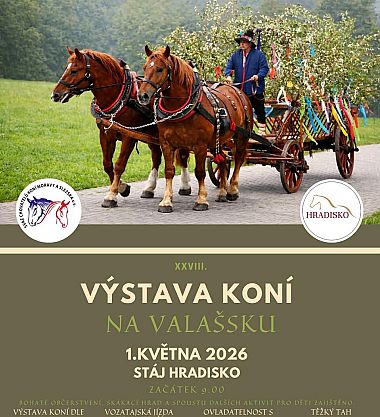 Výstava koní